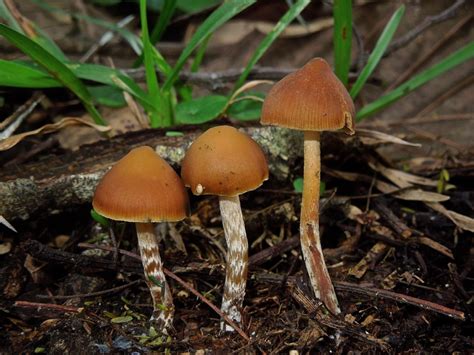 They tend to grow on cattle or. . Psilocybe subtropicalis
